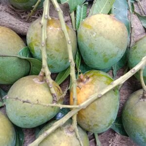 ১০ কেজি গোবিন্দভোগ আম