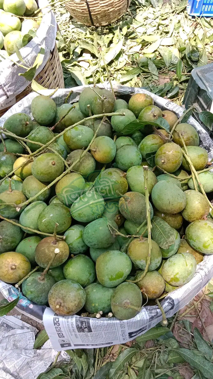 mango.1